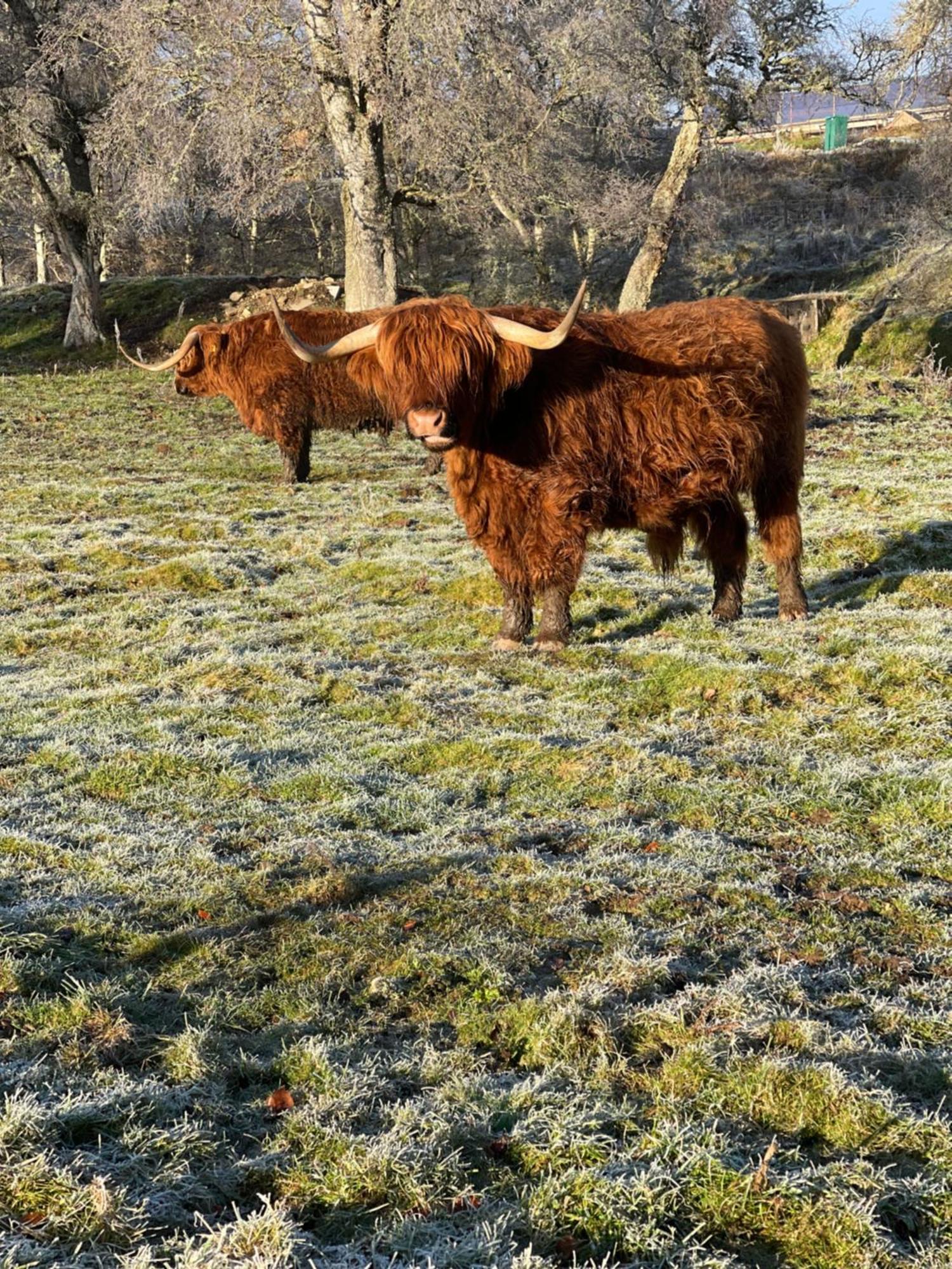 Grantown-on-Spey Coppice Cottage מראה חיצוני תמונה