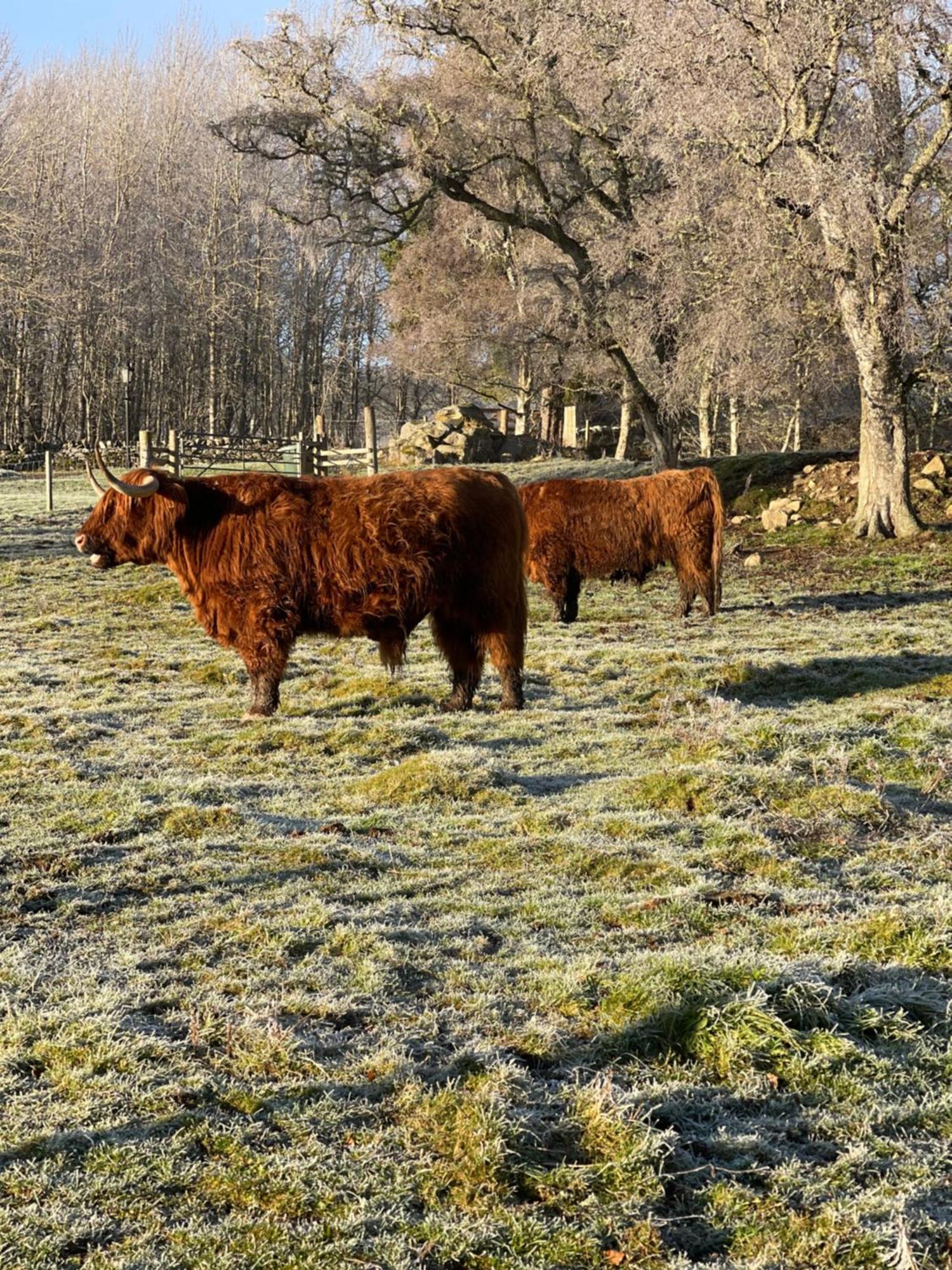 Grantown-on-Spey Coppice Cottage מראה חיצוני תמונה