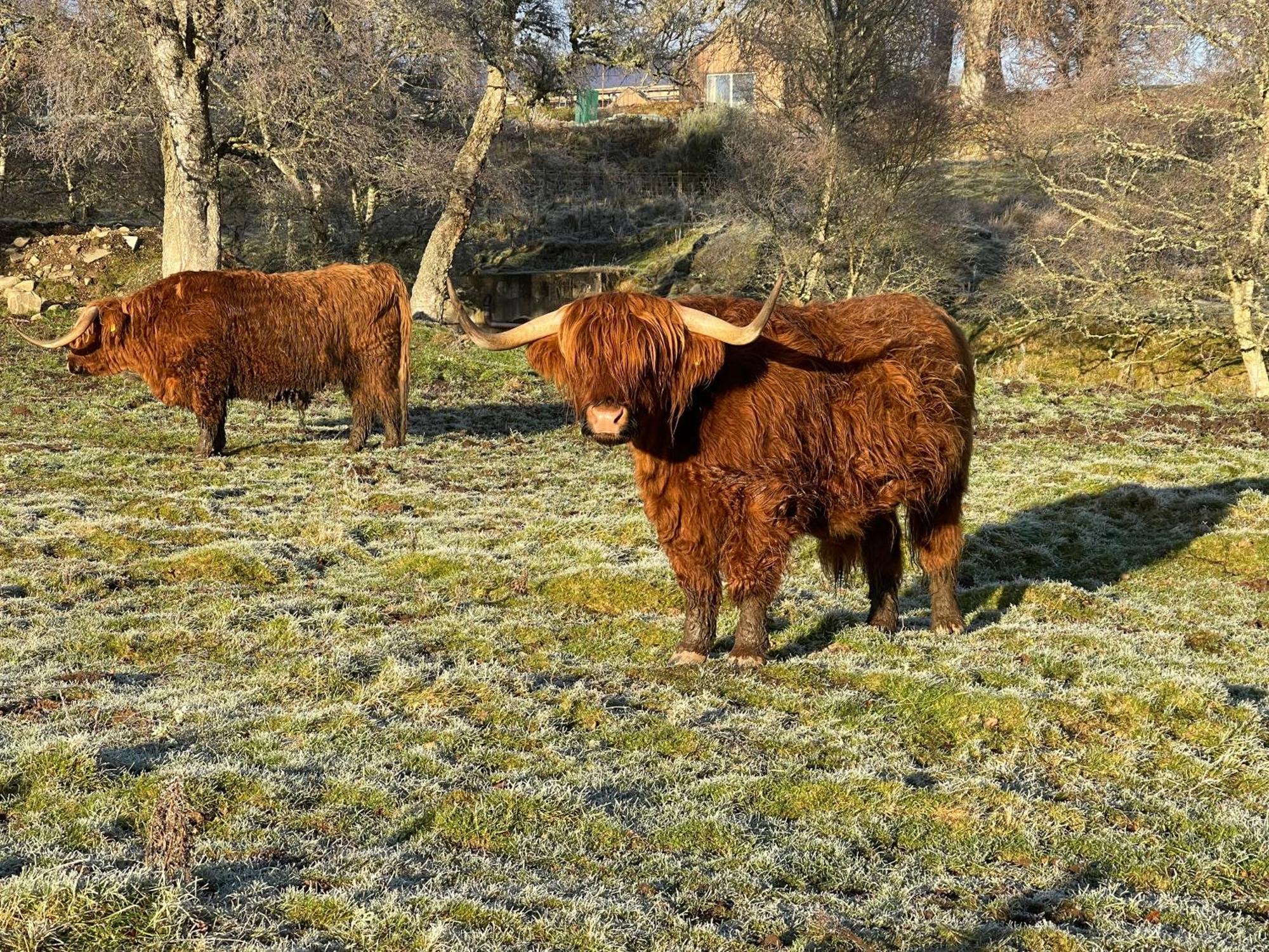 Grantown-on-Spey Coppice Cottage מראה חיצוני תמונה