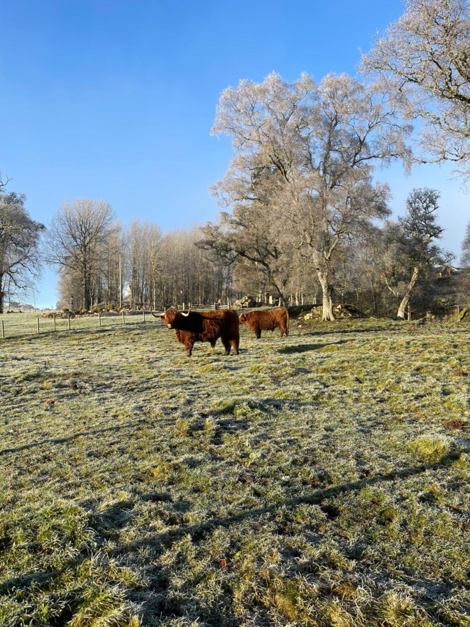 Grantown-on-Spey Coppice Cottage מראה חיצוני תמונה