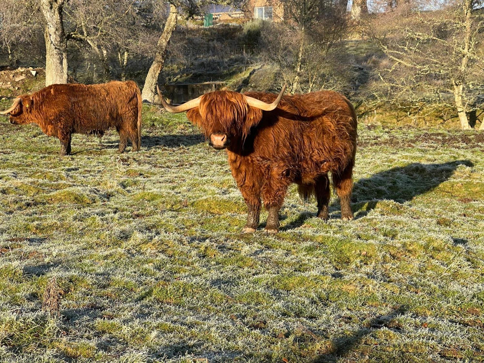 Grantown-on-Spey Coppice Cottage מראה חיצוני תמונה