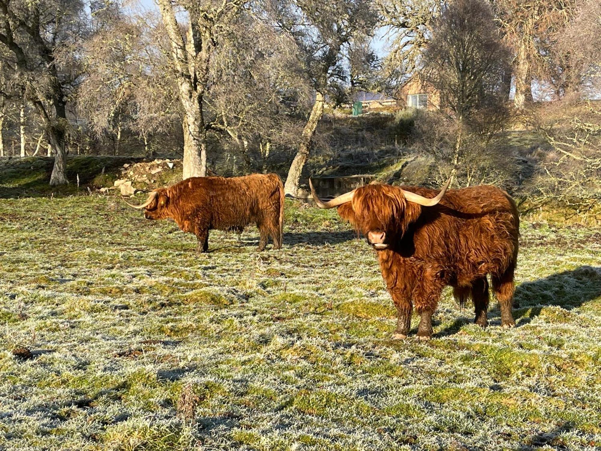 Grantown-on-Spey Coppice Cottage מראה חיצוני תמונה