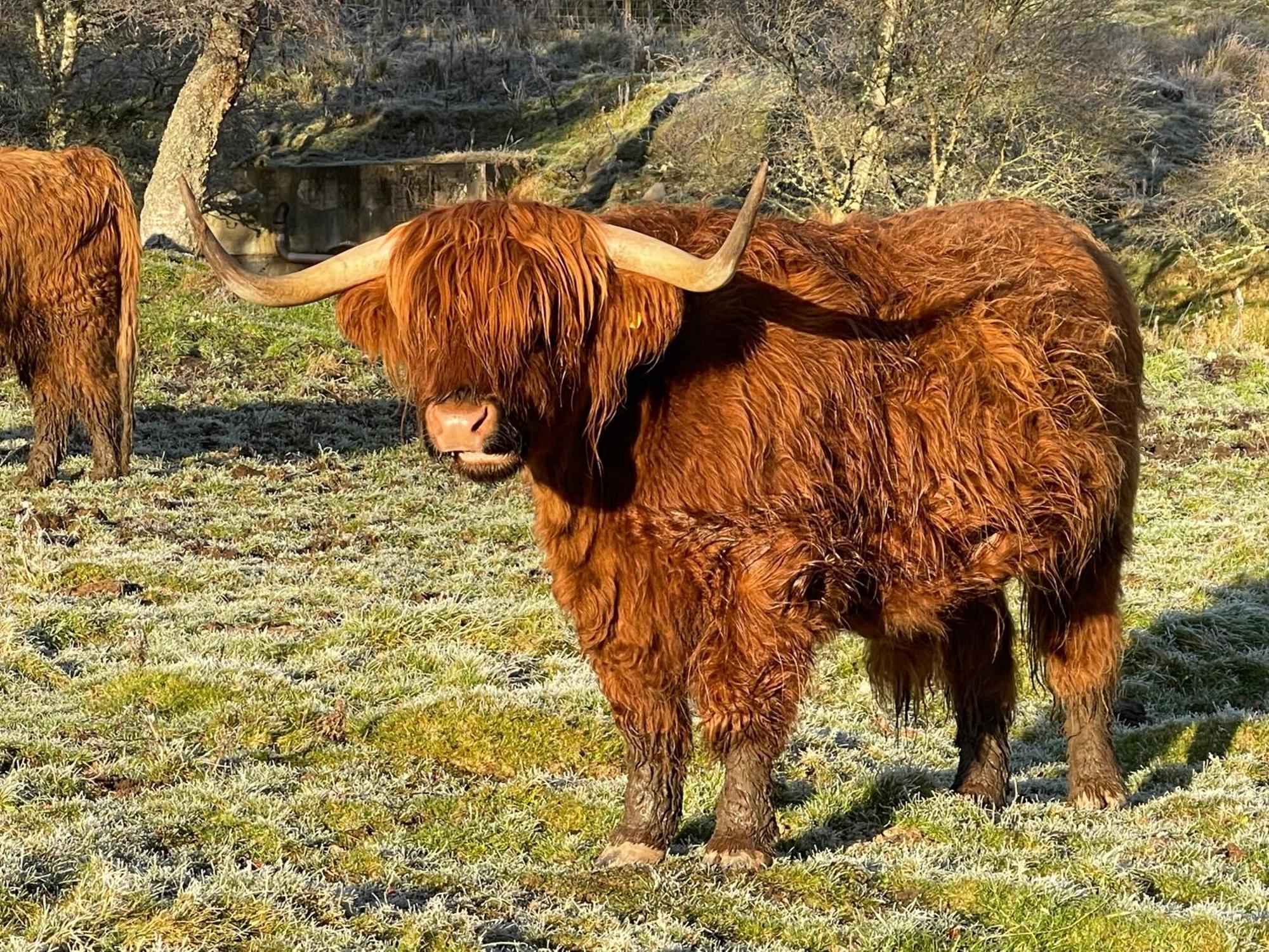 Grantown-on-Spey Coppice Cottage מראה חיצוני תמונה