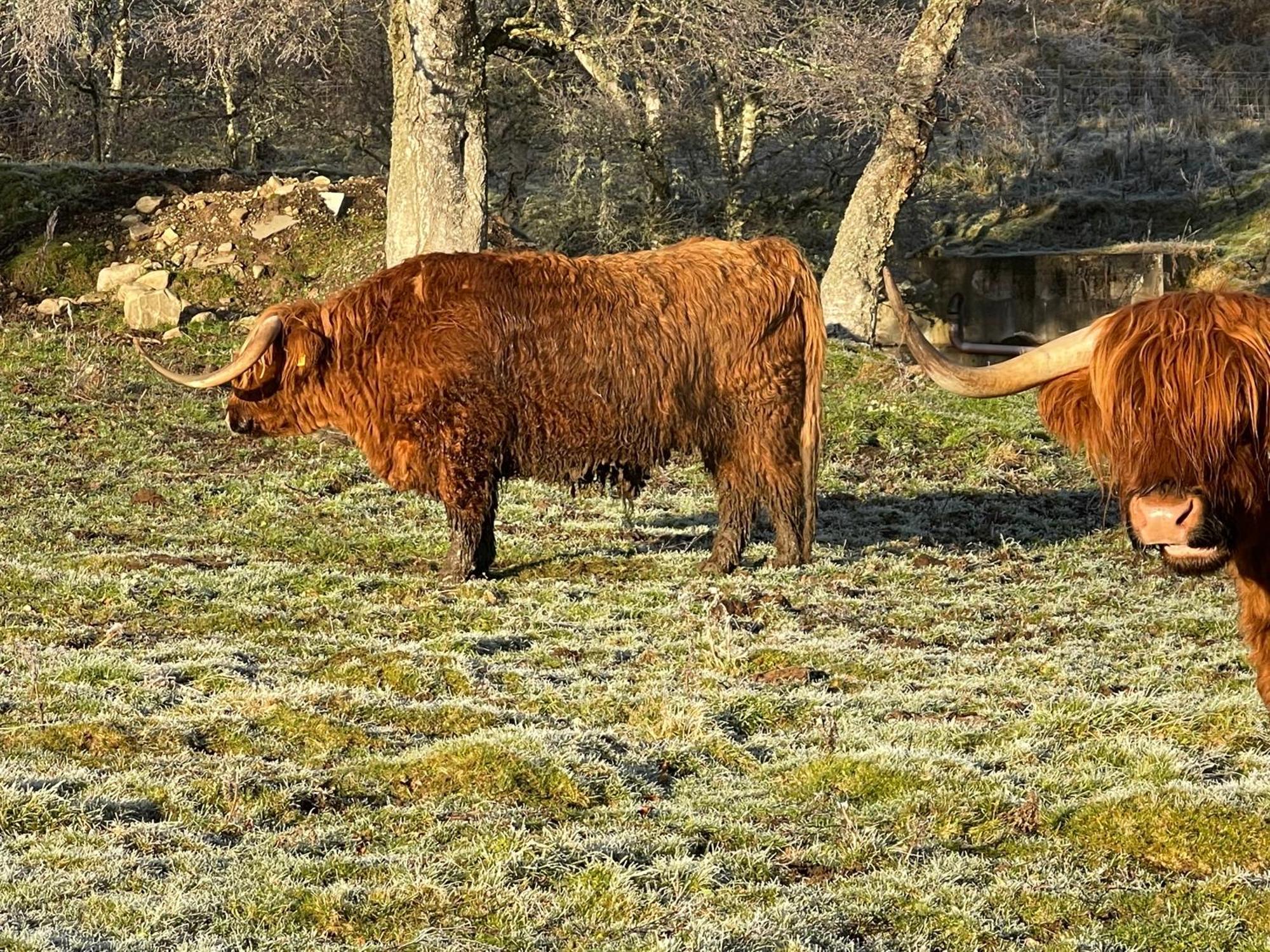Grantown-on-Spey Coppice Cottage מראה חיצוני תמונה